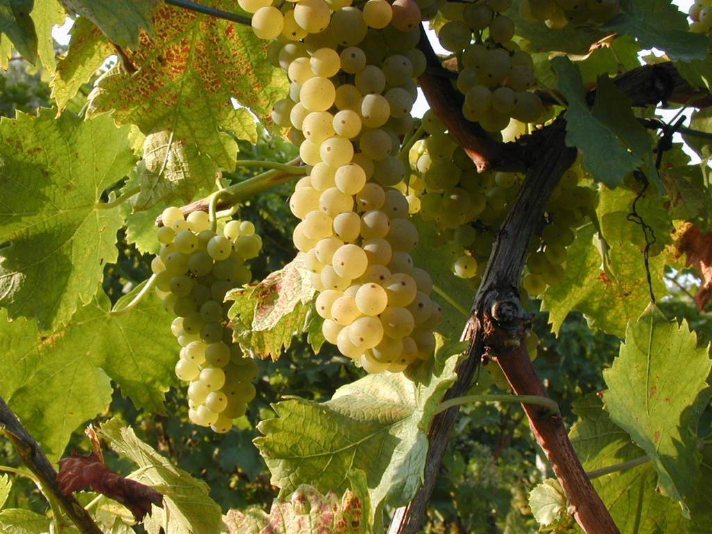 Monte San Pietro Agriturismo Montevecchio Isolani מראה חיצוני תמונה